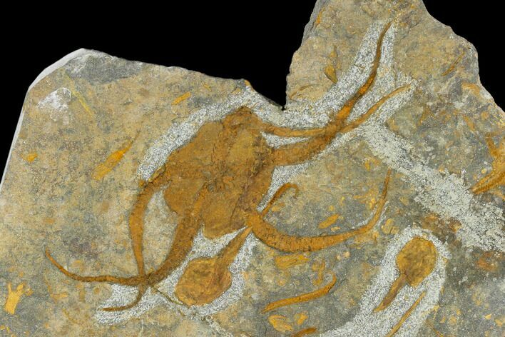 Ordovician Brittle Star, Carpoids & Crinoid Plate - Morocco #118171